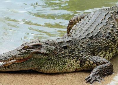 تعبیر خواب تمساح چیست، دیدن تمساح در خواب چه تعبیری دارد؟ تعبیر خواب تمساح چیست، دیدن تمساح در خواب چه تعبیری دارد؟